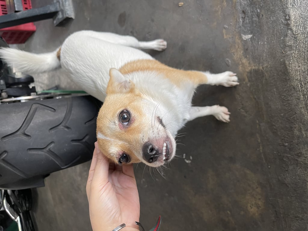 ตามหาเจ้าของหมา 