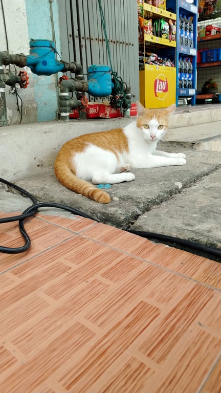 มันนี่
