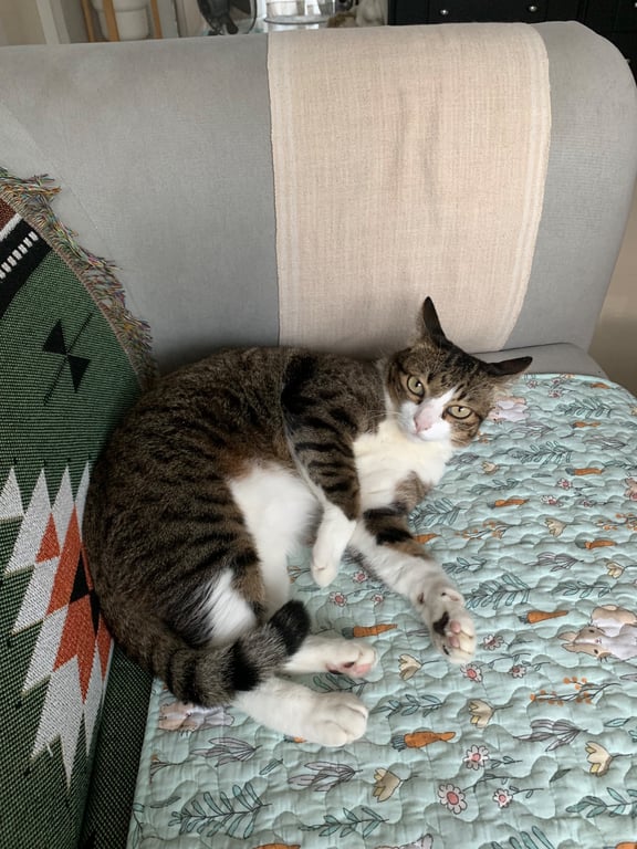 โคโค่