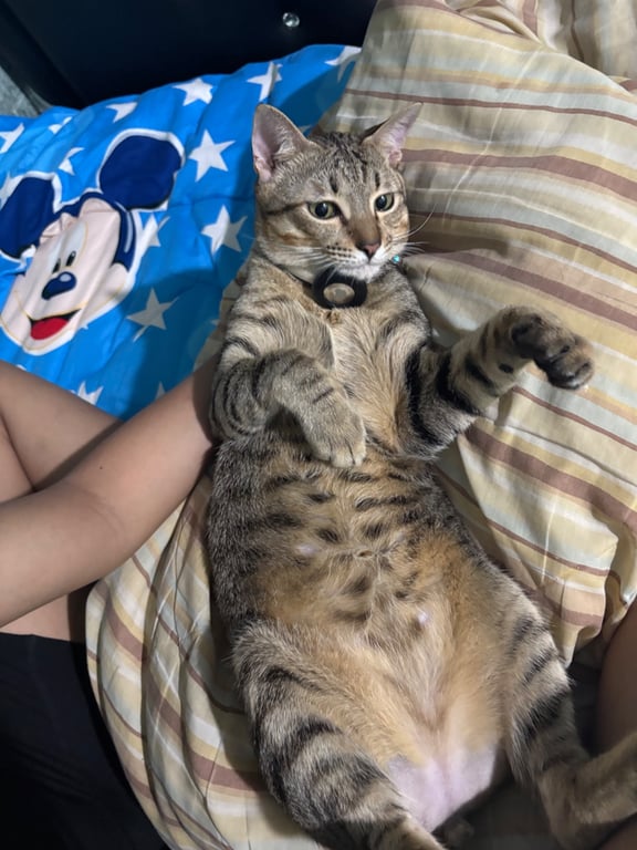 เห็ดหอม