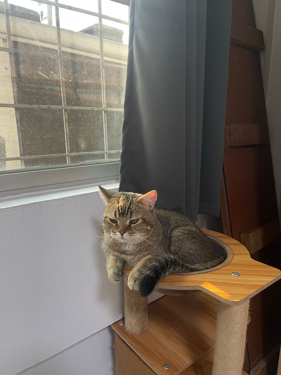 โตเกียว