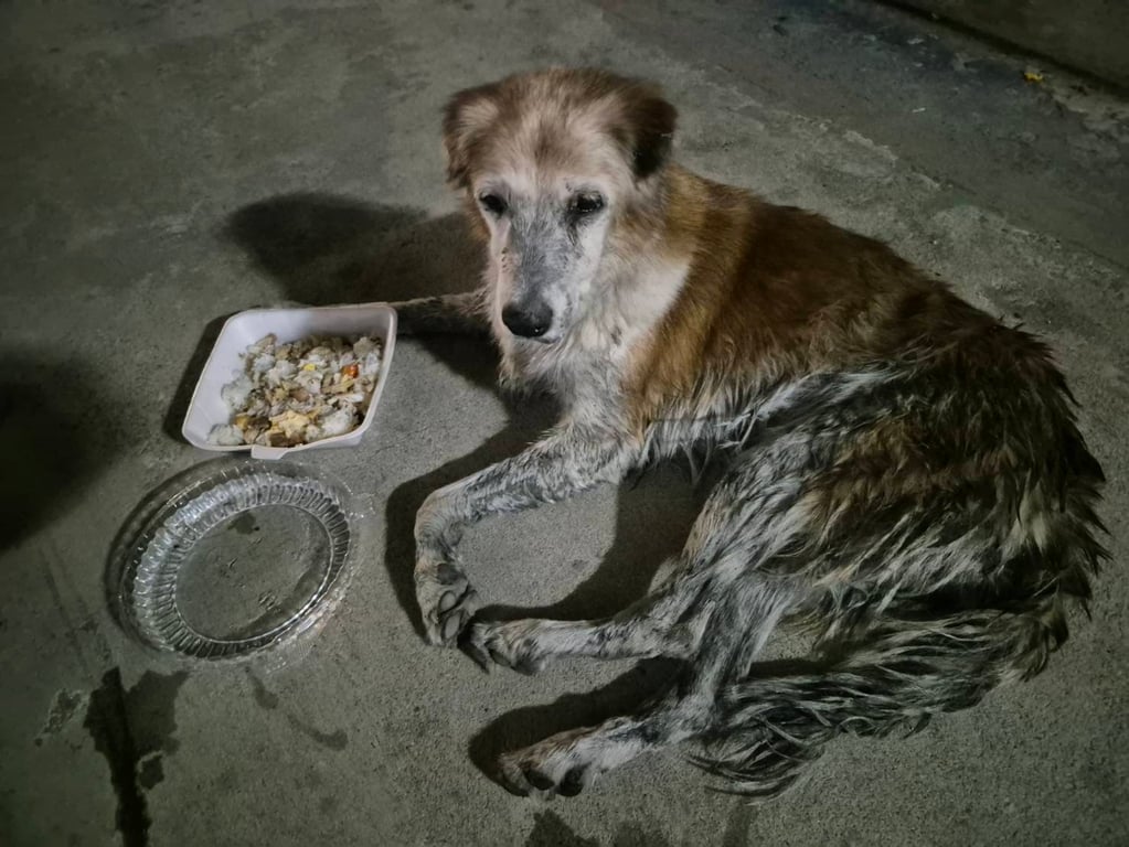 ตามหาเจ้าของหมา เจอน้องตรงทางเดินข้างวัดภาษีเอกมัย 23 ค่ะ สภาพน้องเหมือนตกน้ำหรือท่อมาค่ะ ค่อนข้างมีอายุ อ่อนแรงงไม่ยอมขยับไปไหน พิกัดล่าสุดอยู่ตรงทางเดินข้างวัดภาษีริมคลองเเสนเเสบ มีปลอกคอค่ะ น่าจะหลงมาจากบ้าน ให้ข้าวให้น้ำน้องเเล้วค่ะ แต่่ไม่ยอมทานอะไรเลย