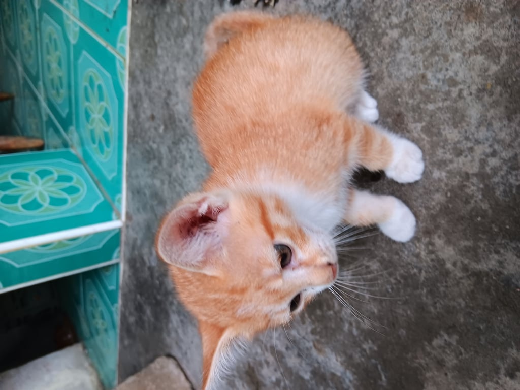 ตามหาเจ้าของแมว เกิดจากแม่แมวหลงทางมา