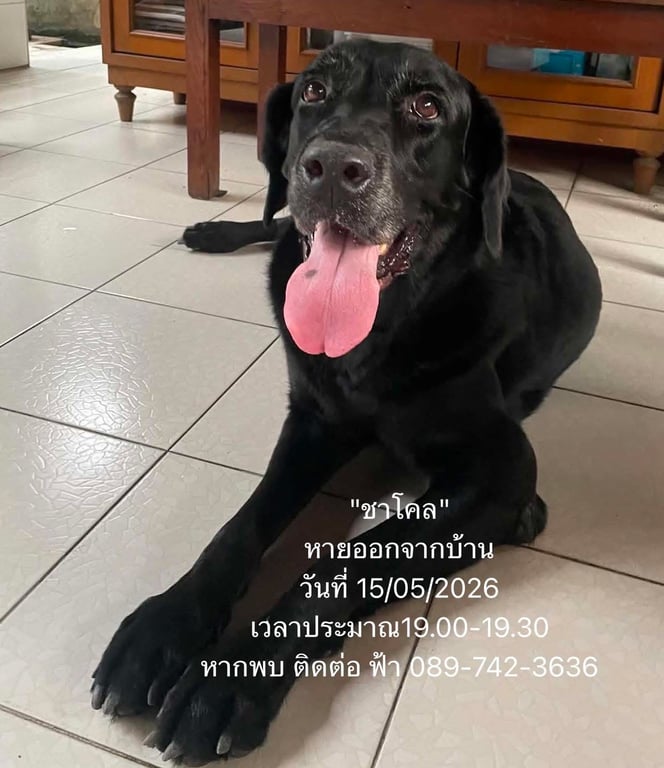 ชาโคล