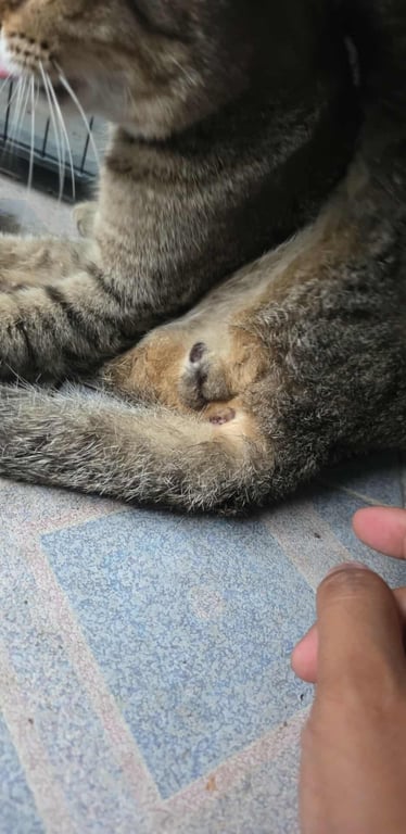 ตามหาเจ้าของแมว 