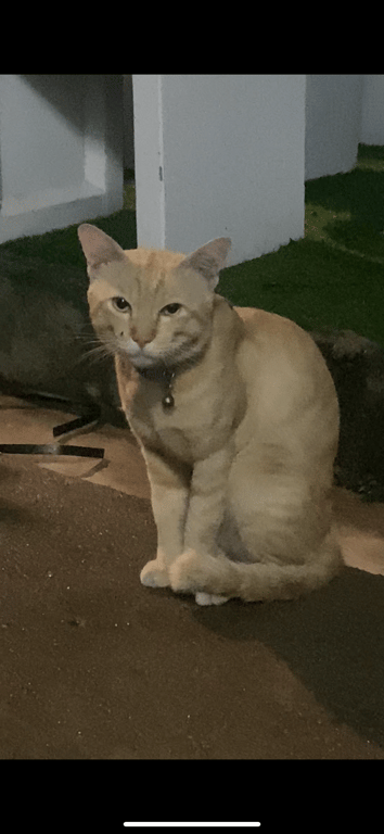 ตามหาเจ้าของแมว น้องน่าจะเป็นฮีต เพราะเดินร้องเสียงดัง ไปๆมาๆเป็นอาทิตย์แล้วค่ะ