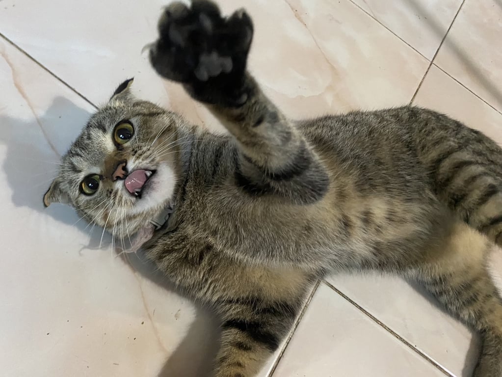 ซีลีน