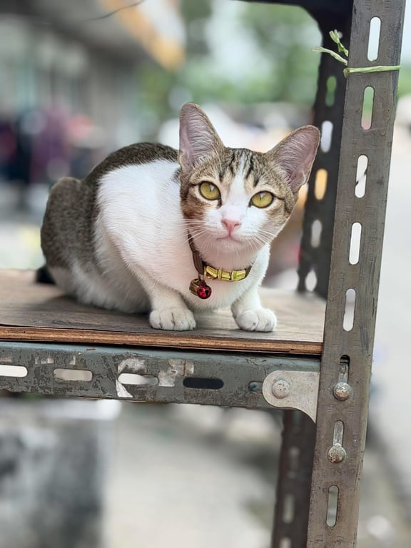 กำเงิน