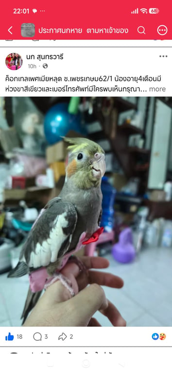 ลิซ่า