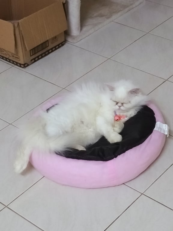 สโนว์