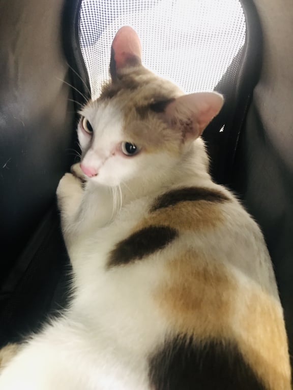 ตามหาเจ้าของแมว แมวไทย 3สี ขาวเกือบทั้งตัว มีลาย น้ำตาล และดำ เพศเมีย ไม่มีปลอกคอ