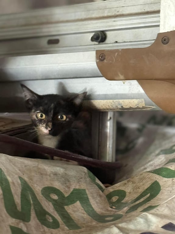 ตามหาเจ้าของแมว น้องสามสี กินเก่ง ขี้อ่อน วิ่งไว เพศเมีย อายุ 4-5 เดือน มีแฟชั่นถุงเท้าหน้าที่ไม่เหมือนใคร ตาสีเหลือง