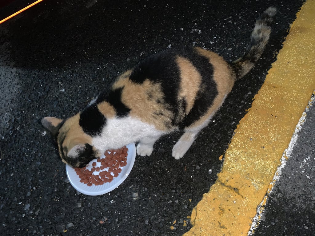 ตามหาเจ้าของแมว น้องเข้าหาคน ขี้อ้อน หุ่นดี ขนแน่น ไม่มีบาดแผล