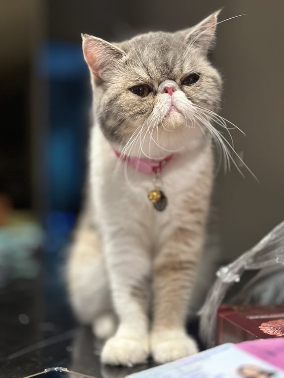 ลูน่า
