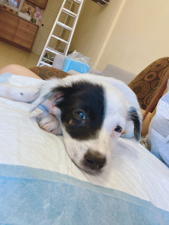 ตามหาเจ้าของหมา หาบ้านให้น้อง น้องขี้อ้อนมากๆค่ะ เรารับมาเลี้ยงแต่ไม่มีเวลาให้น้อง ขอคนที่มีเวลาให้น้องค่ะ เราตั้งชื่อว่า มันนี่ อายุ 1 เดือน 5 วัน ค่ะ อยู่พัทยาเขาน้อยค่ะ เราให้ฟรีค่ะ พาไปหาหมอให้ยาถ่ายพยาธิ ยากำจัดเห็บหมัด เรียบร้อยค่ะ หมอนัดฉีดวัคซีน วันที่ 25 ก.พ ค่ะ (น้องเป็นหมาจรค่ะ) ทักแชทได้เลยค่ะ