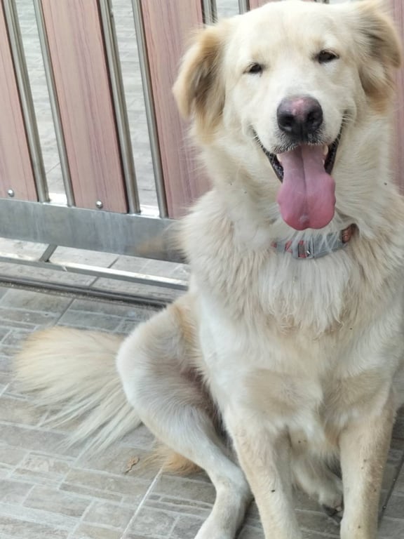 ตามหาเจ้าของหมา พันทางผสมโกเด้น