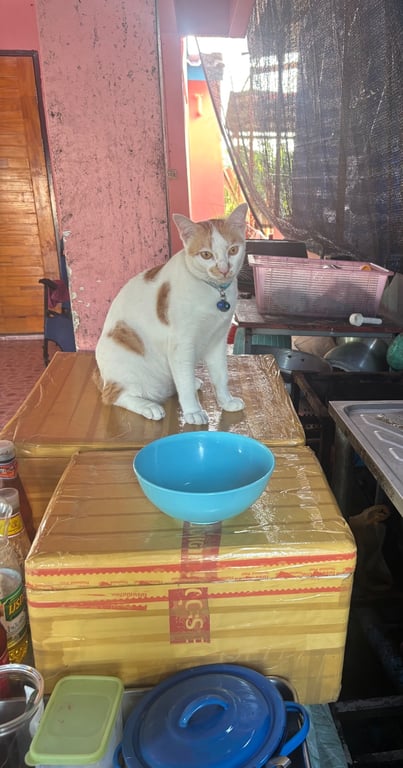 ไข่ต้ม