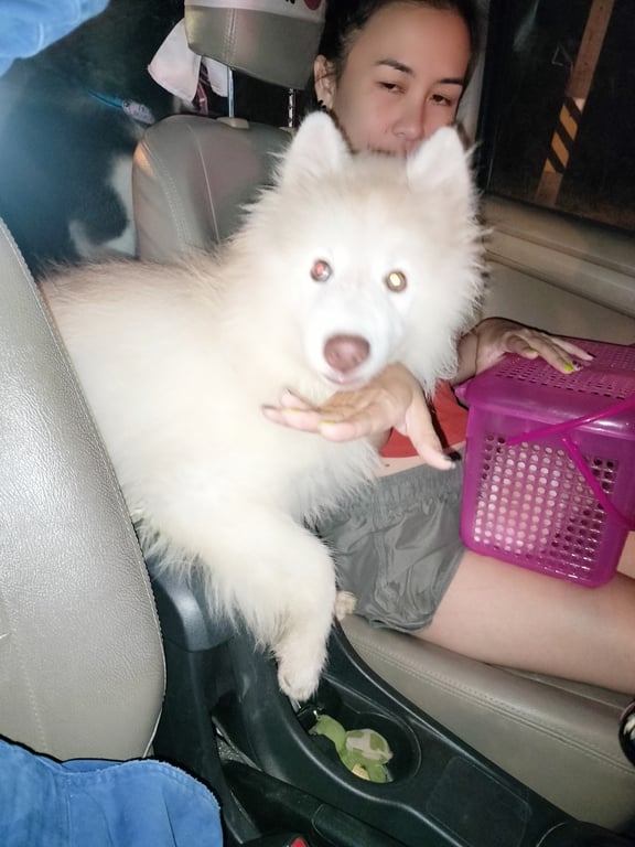 ไข่ขาว