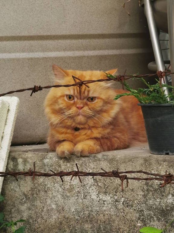 ซันนี่