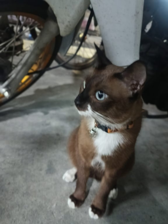 ซูโม่