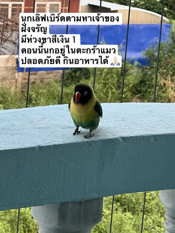 ตามหาเจ้าของนก pin186372