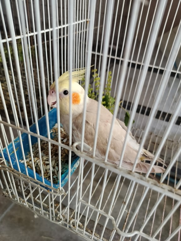 ตามหาเจ้าของนก 