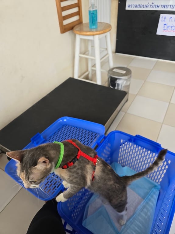 บ้านหมอเอ้อ รักษาสัตว์