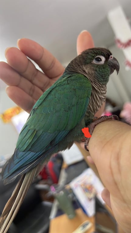 ตามหาเจ้าของนก น้องมีห่วงขา2 ห่วง มีชื่อกับรหัส  เจ้าของแจ้งหลักฐานน้องได้เลยค่ะ