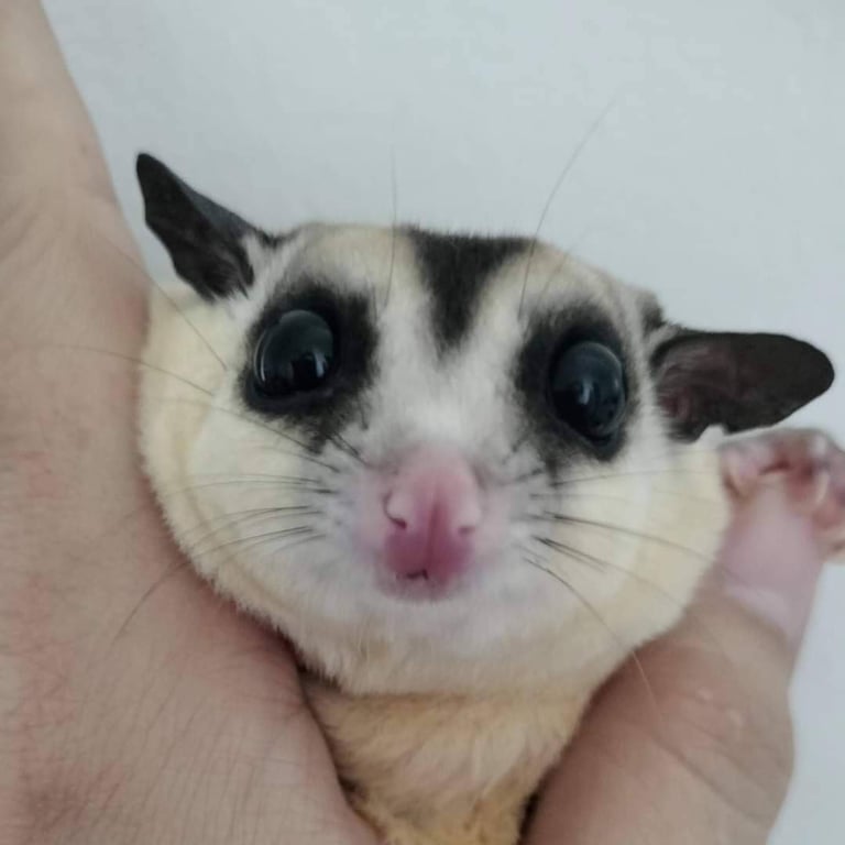 น้องเฮงๆ