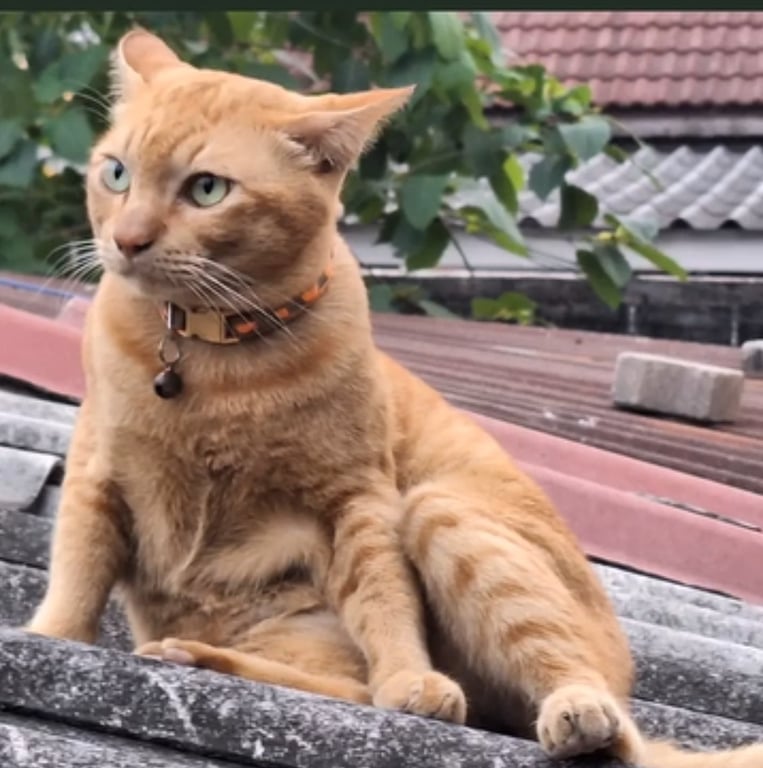 เฮงเฮง
