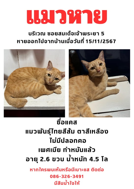 แคสท์