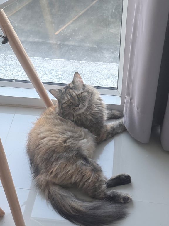 ซีลีน