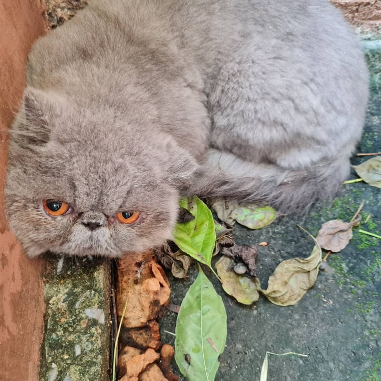 ตามหาเจ้าของแมว หมู่บ้านคาซ่าวิลล์ สุขาภิบาล5 ซอย 71 แขวงออเงิน เขตสายไหม กทม.