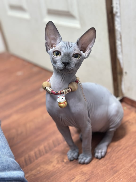 ลูกหมู
