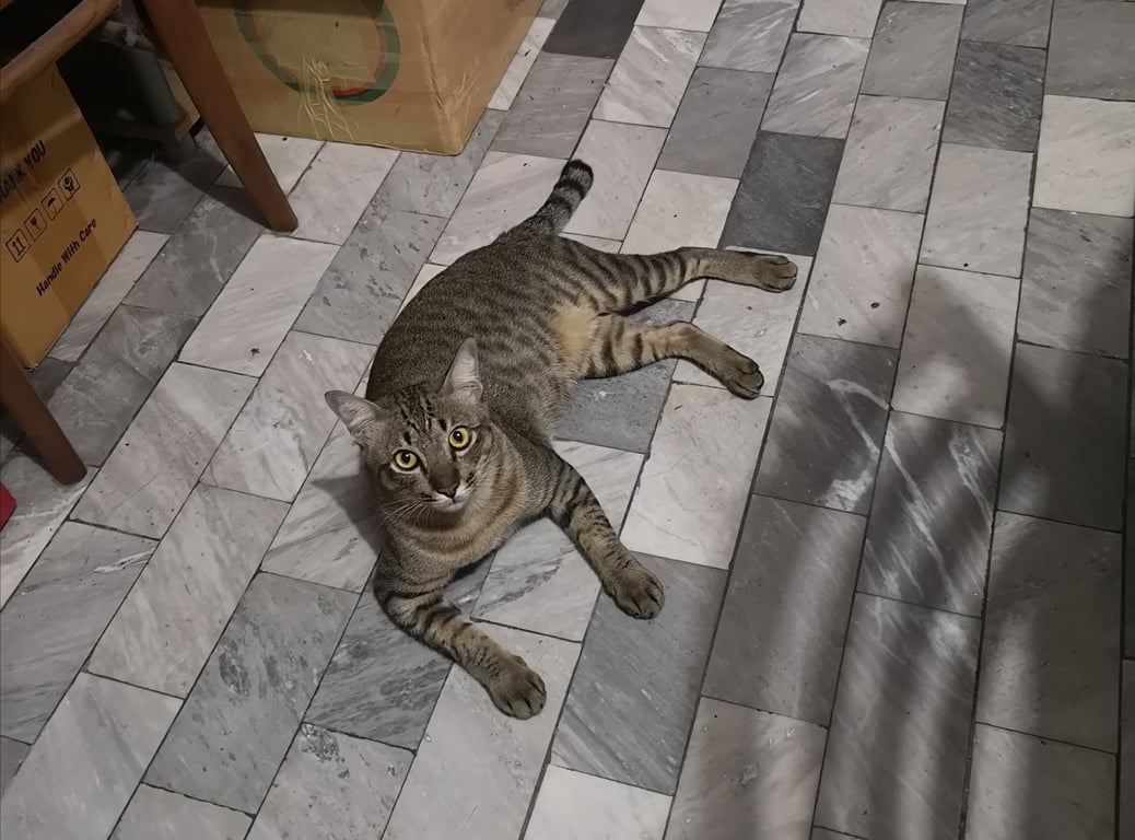 ตามหาเจ้าของแมว พบเห็นที่บ้าน ไม่แน่ใจว่าเป็นแมวจรไหม ขยันร้องมาก บางทีคุยอะไรด้วยก็ร้องแง่วตอบตลอด