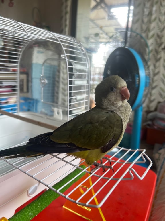 ฮารุ
