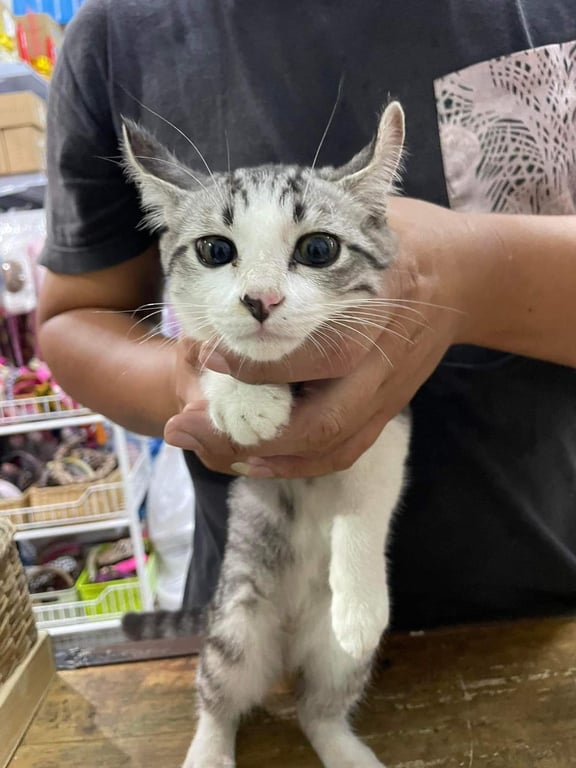 ตามหาเจ้าของแมว น้องแมวตัวขาวสะอาด เล็บตัดมาเรียบร้อย
ตอนที่พบไม่มีปลอกคอ วิ่งเข้ามาร้านก็เล่นกับคนเลย
ไม่กลัวคน ติดคน