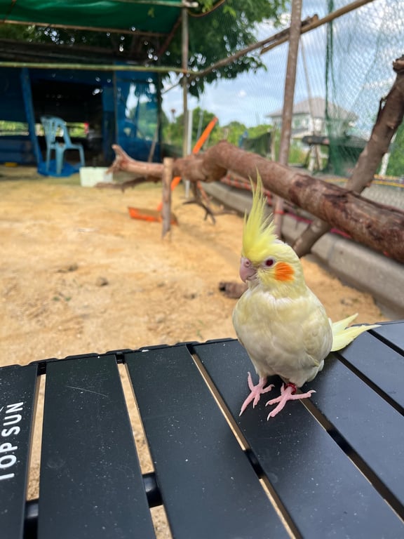 น้องปอเช่