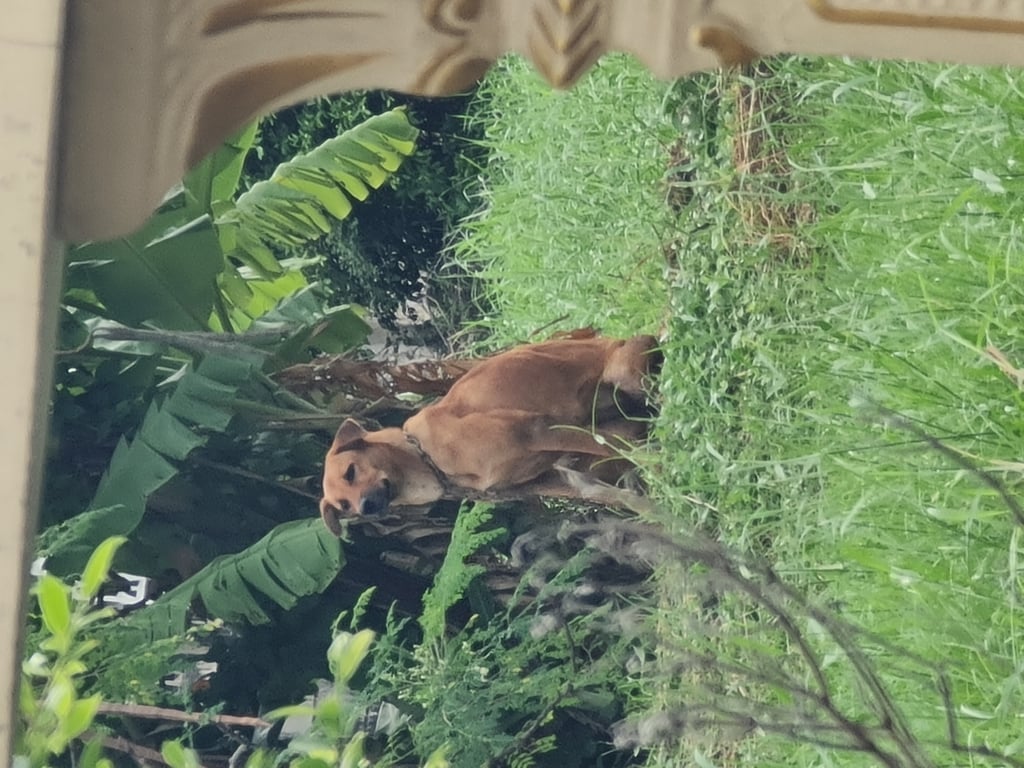 ตามหาเจ้าของหมา 