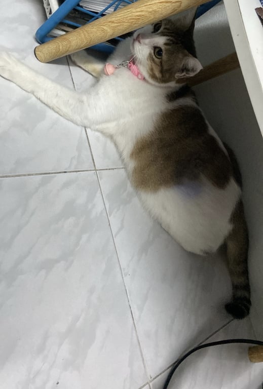 แม่จิง