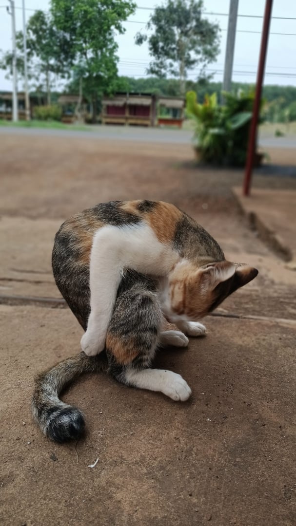 น้องเป็นเเมสที่น่ารักมากหายจากบ้านไป5วันครับยังไม่ทำหมันเเมวไทยหายไปกั...