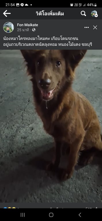 ตามหาเจ้าของหมา สีน้ำตาล ลักษณะเหมือนพันธุ์ผสม