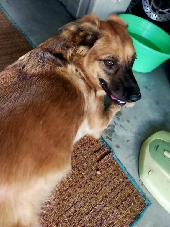 ตามหาเจ้าของหมา ตัวอ้วน