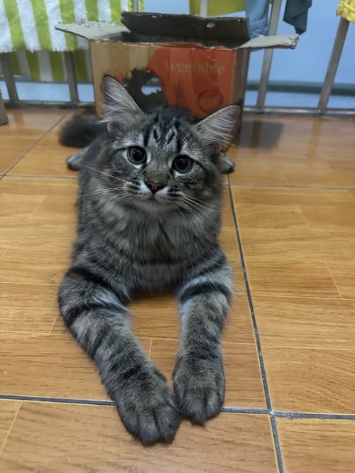 ทองม้วน