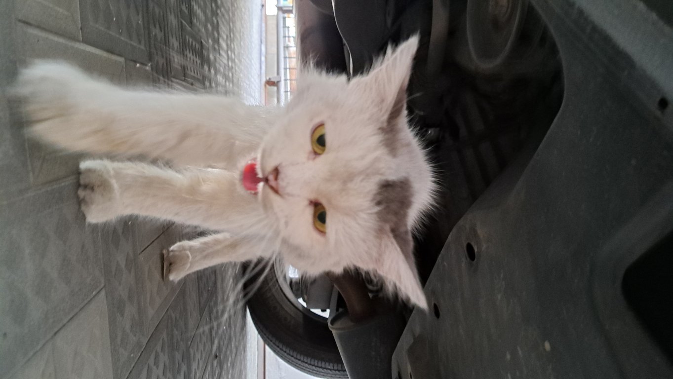 ตามหาเจ้าของแมว น้องเชื่อง เข้าหาคน