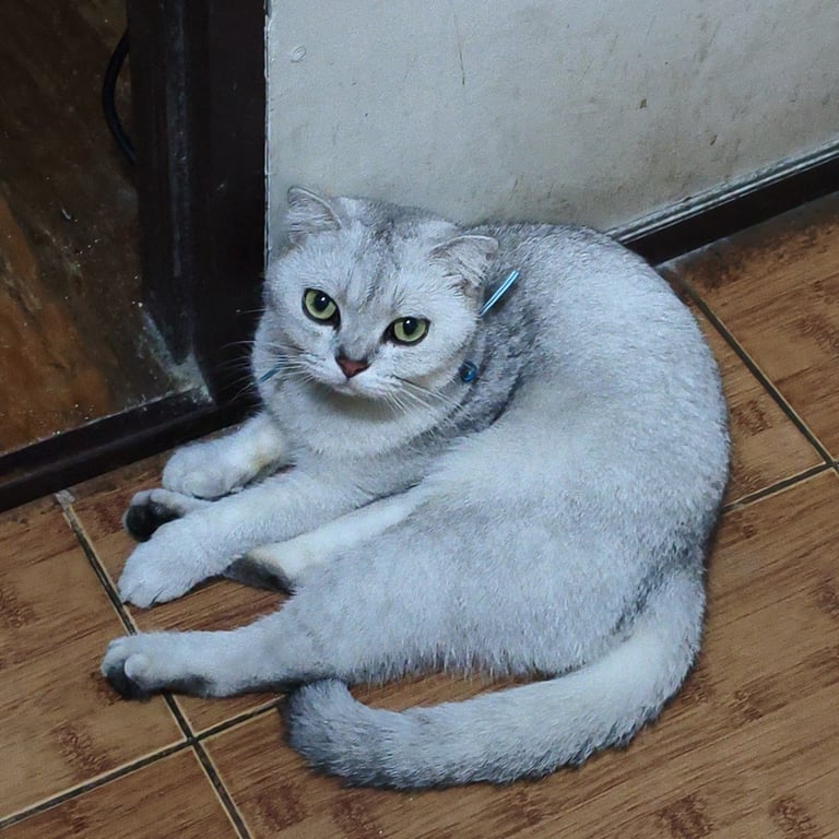 ถุงแป้ง