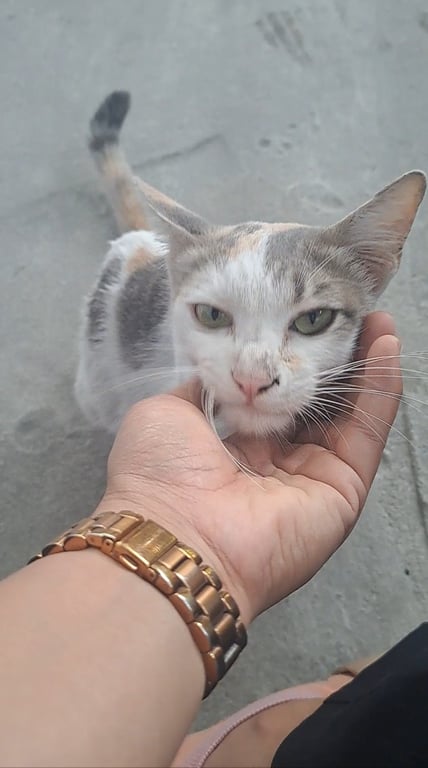 ตามหาเจ้าของแมว สีขาวแต้มเทาส้ม