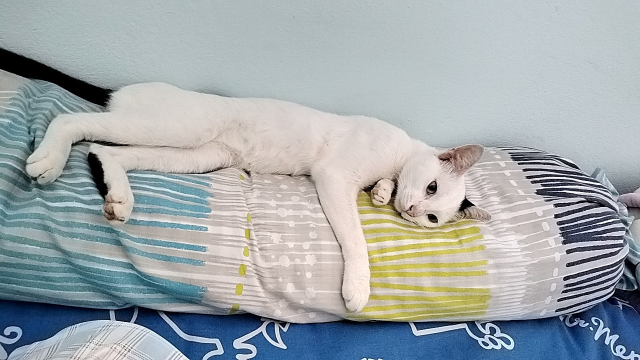 ไข่ต้ม