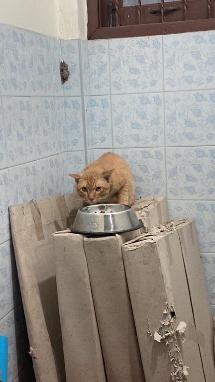 ตามหาเจ้าของแมว 