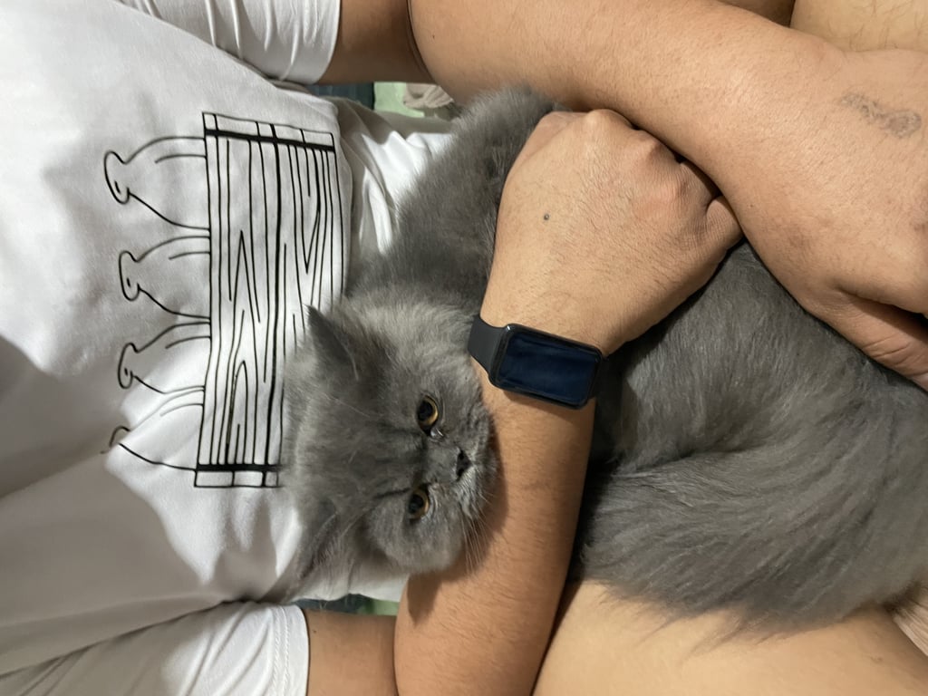 ตามหาเจ้าของแมว น้องเพศผู้ สีเทา ขนนิ่มฟู ขี้อ้อน น้องน่าจะเป็นแมวเด็ก